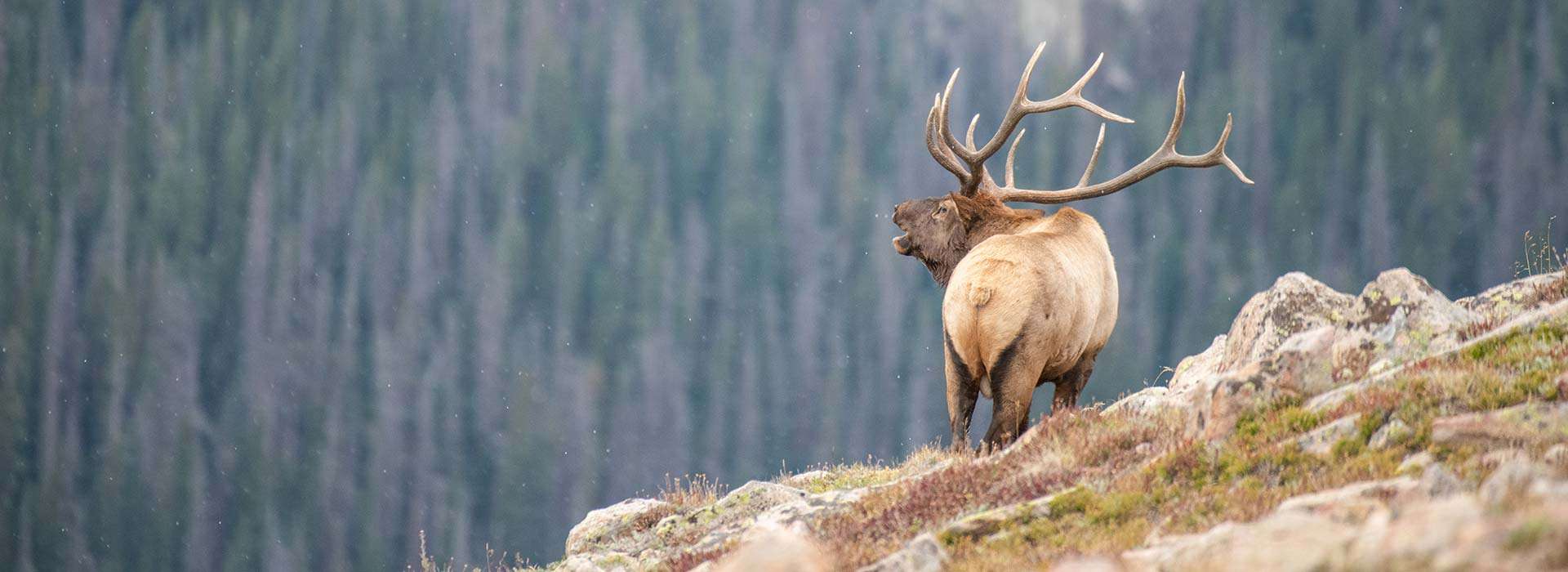 Guided Elk Hunts in Wyoming Bighorn Mountain Elk Hunts