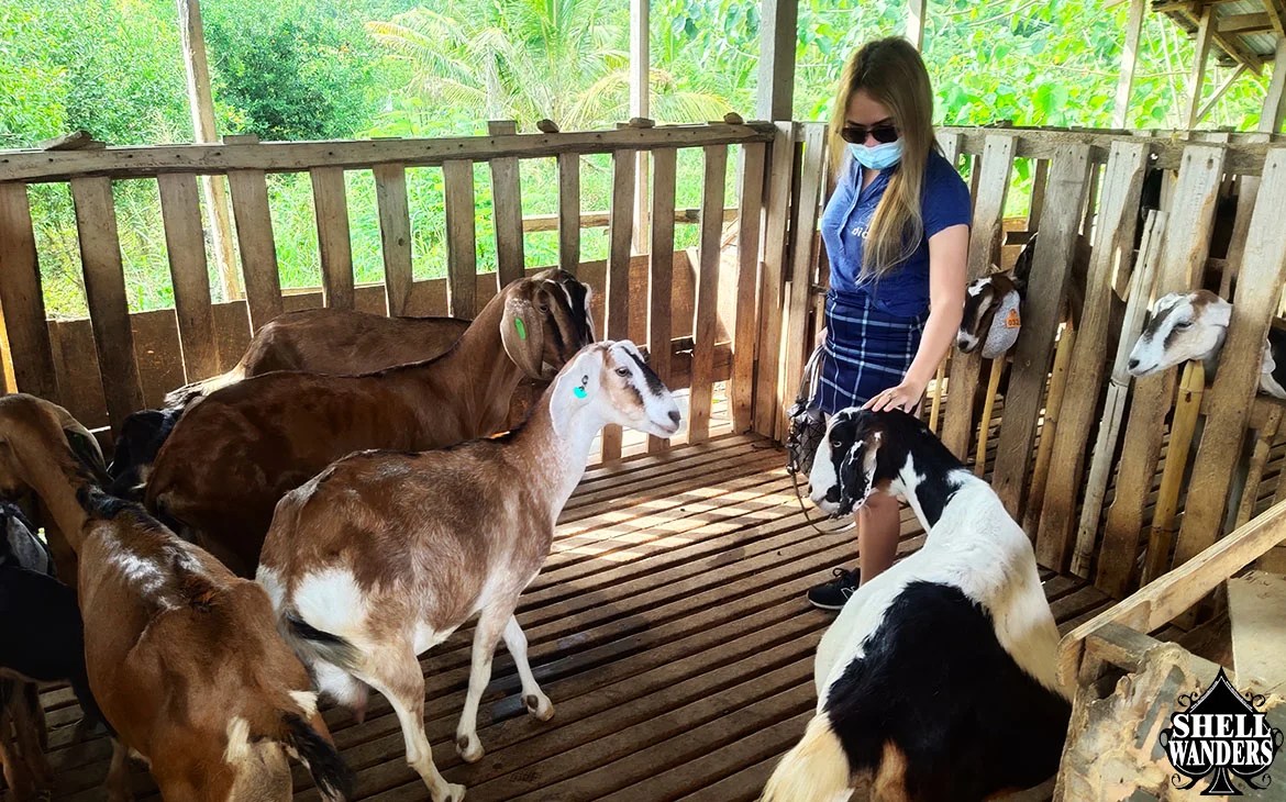 LP Organic Farm Leyte Goats » Shellwanders