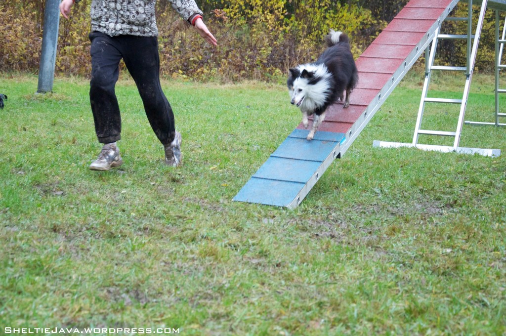 Agility i regn S h e l t i e J a v a
