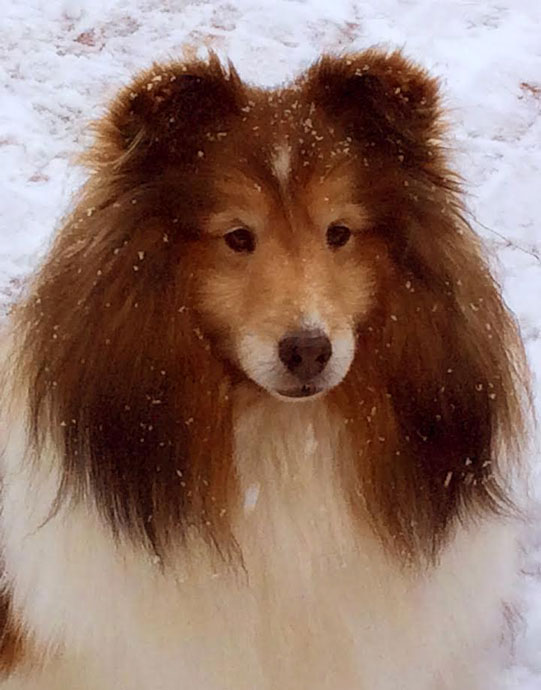 Sheltie Nation Snow Bear