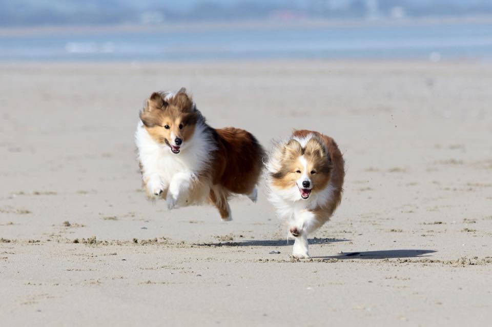 Sheltie Nation Archive Summer Shelties