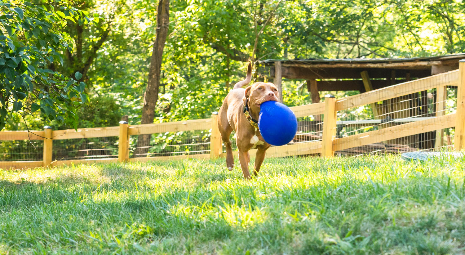 For Dogs Shenandoah Dog Friendly Rentals