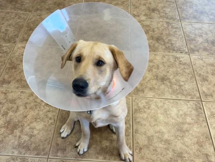 When To Spay A Labrador
