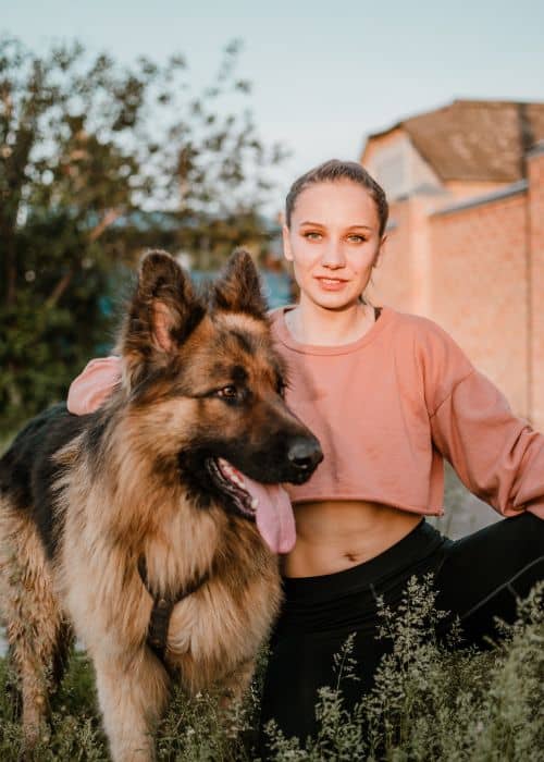 Can You Cut German Shepherd Hair? Shepherddogsite