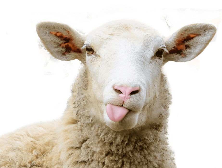FunnySheepFacts Shepherd Huts
