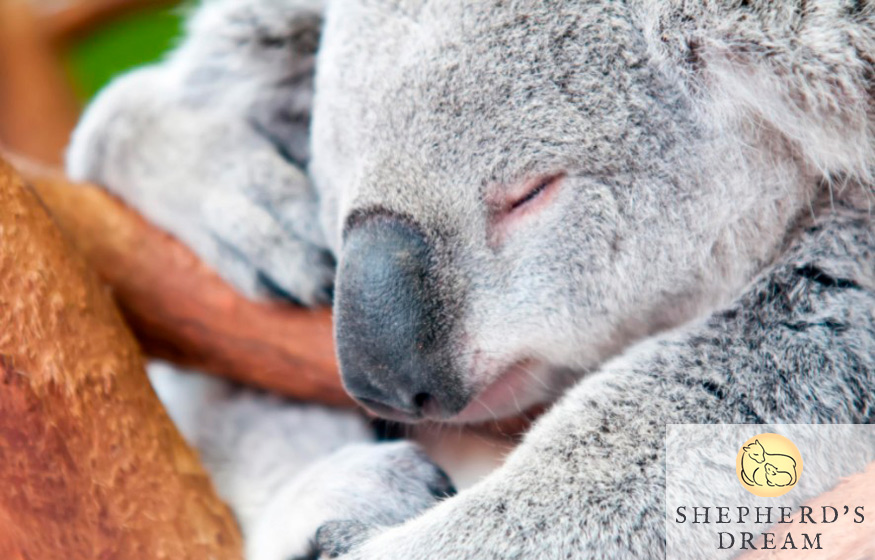 4 Different Types of Sleeper Personalities Which Animal Are You?