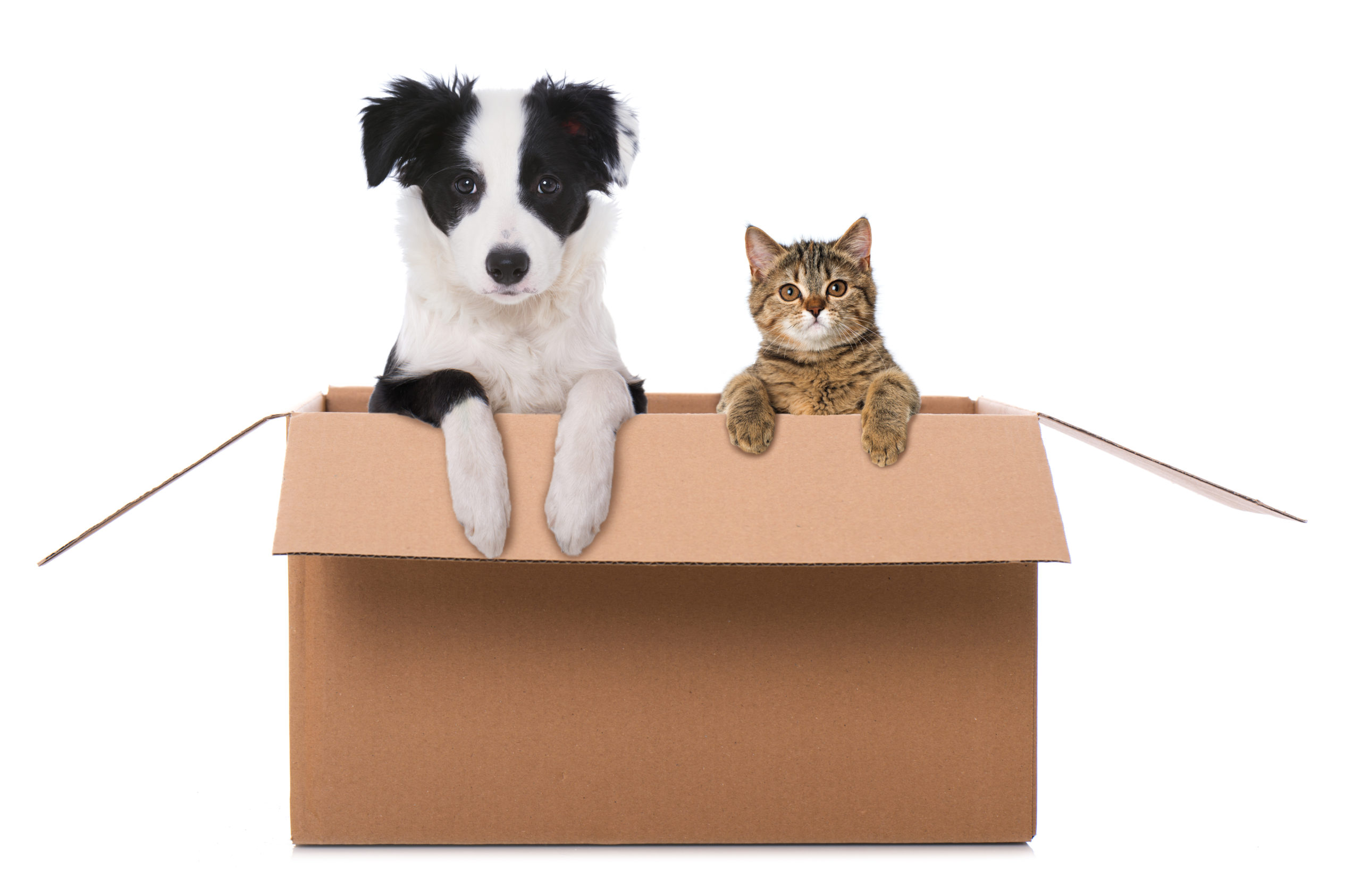 8 Tips for Pet Owners When Moving with Your Pets Sheridan Solomon and