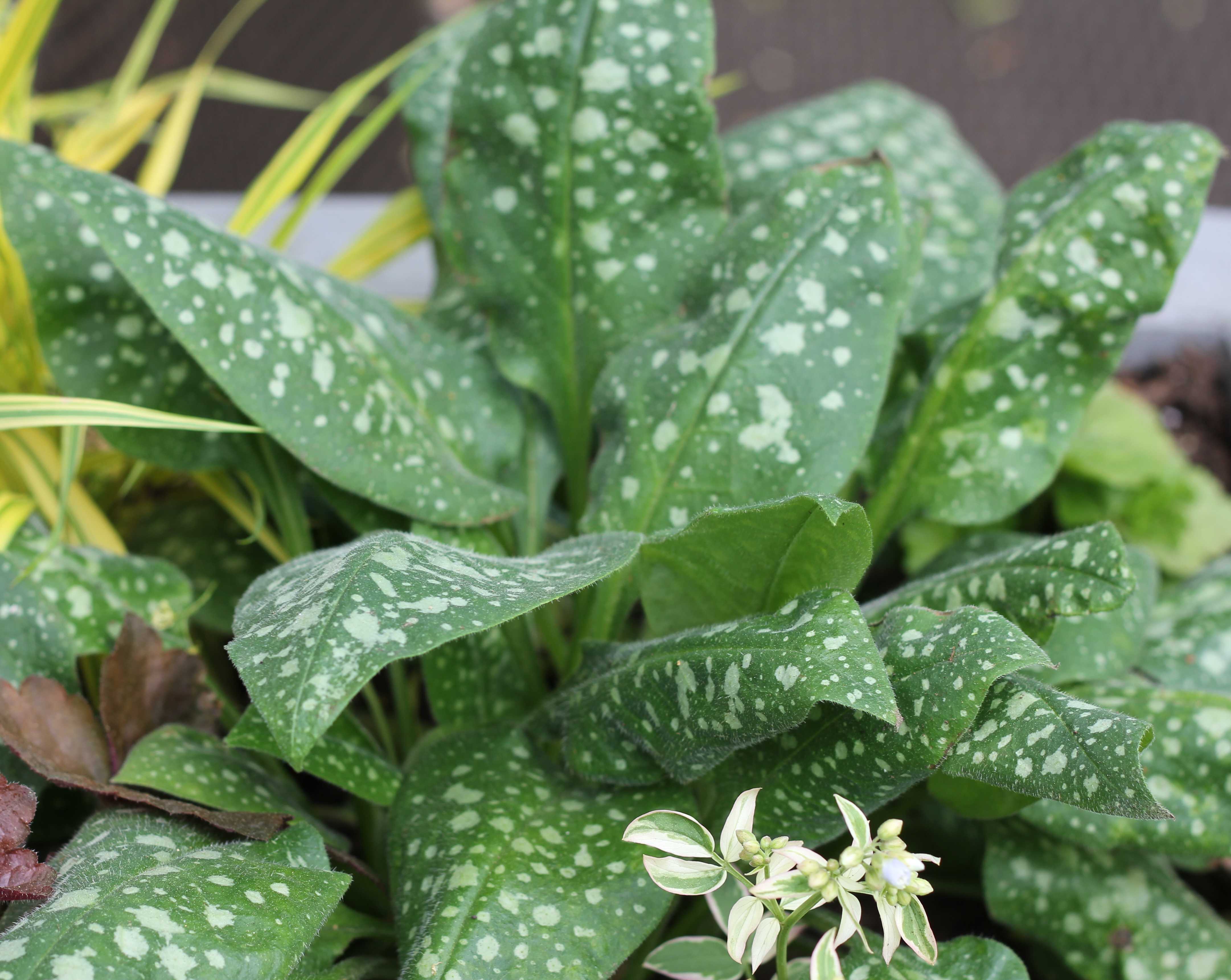 leaves well enough alone Sheri Silver living a welltended life