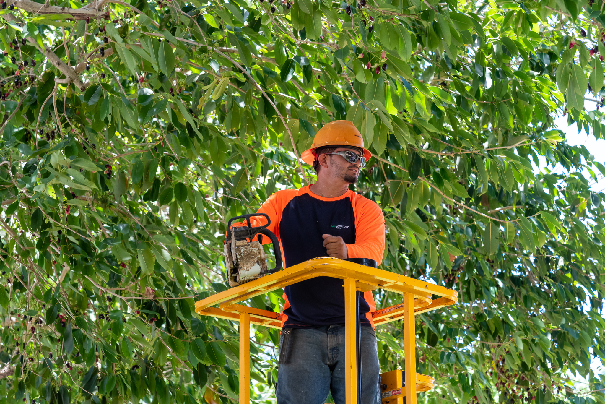 Boca Raton, FL Tree Service Sherlock Tree Company