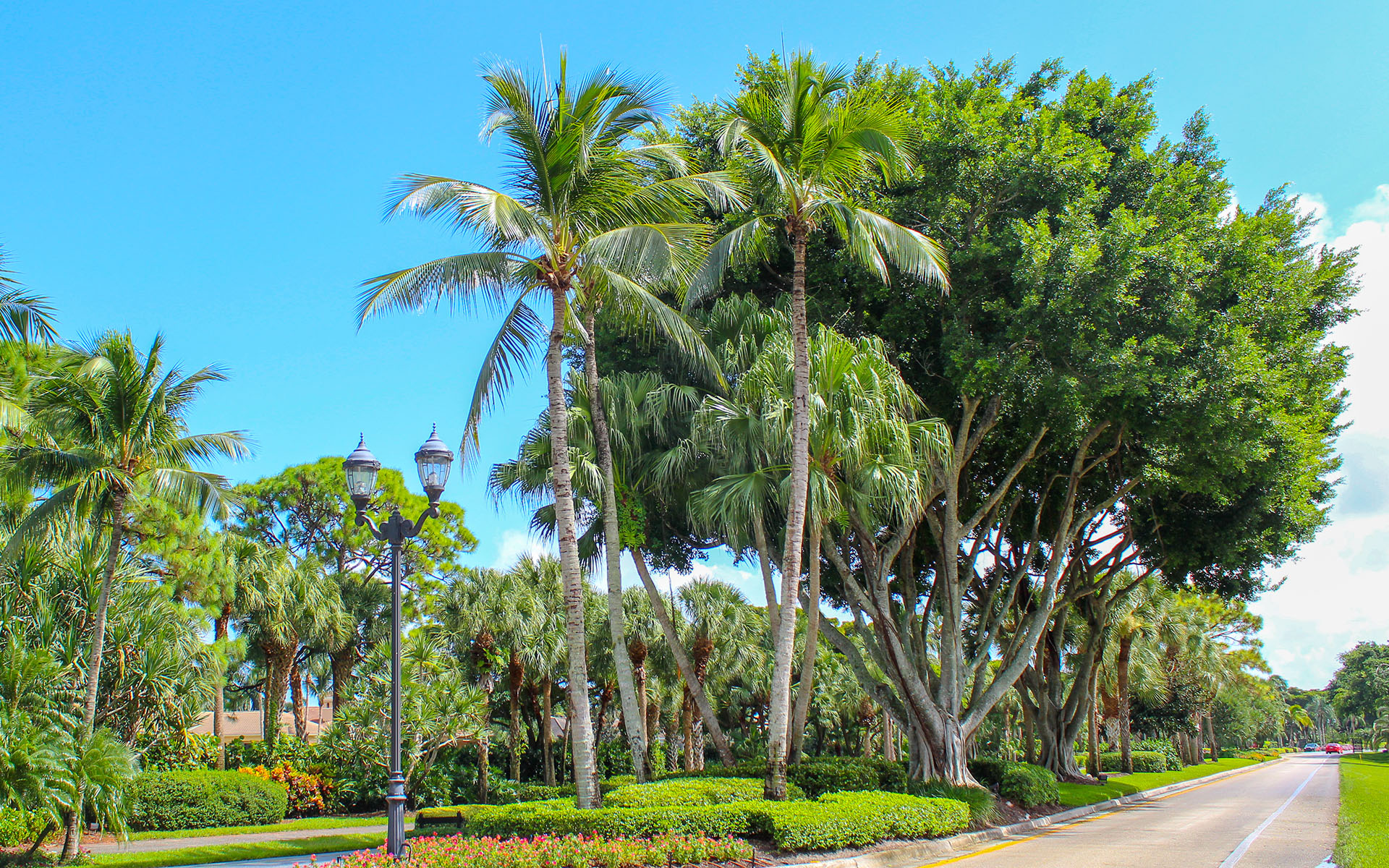 Best HurricaneResistant Trees To Plant In South Florida Sherlock
