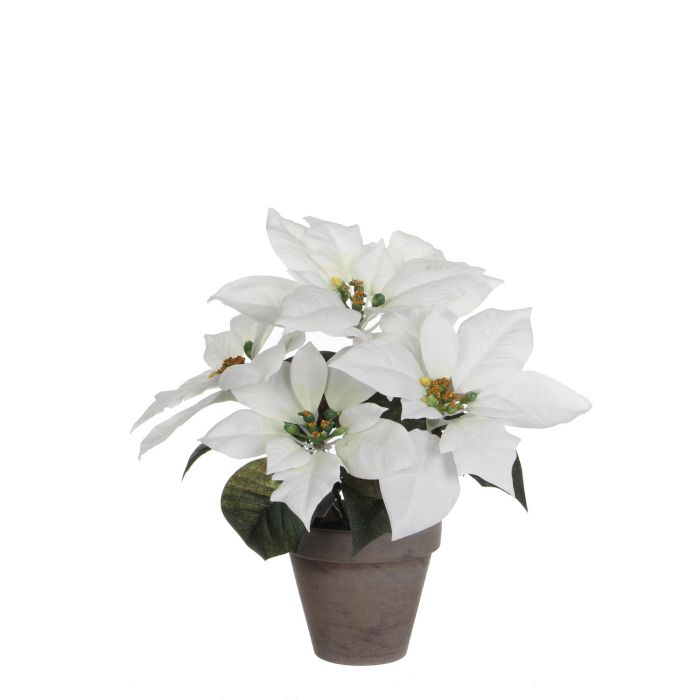 Artificial Poinsettia White In Pot Stan Grey H27cm Sherries Estates
