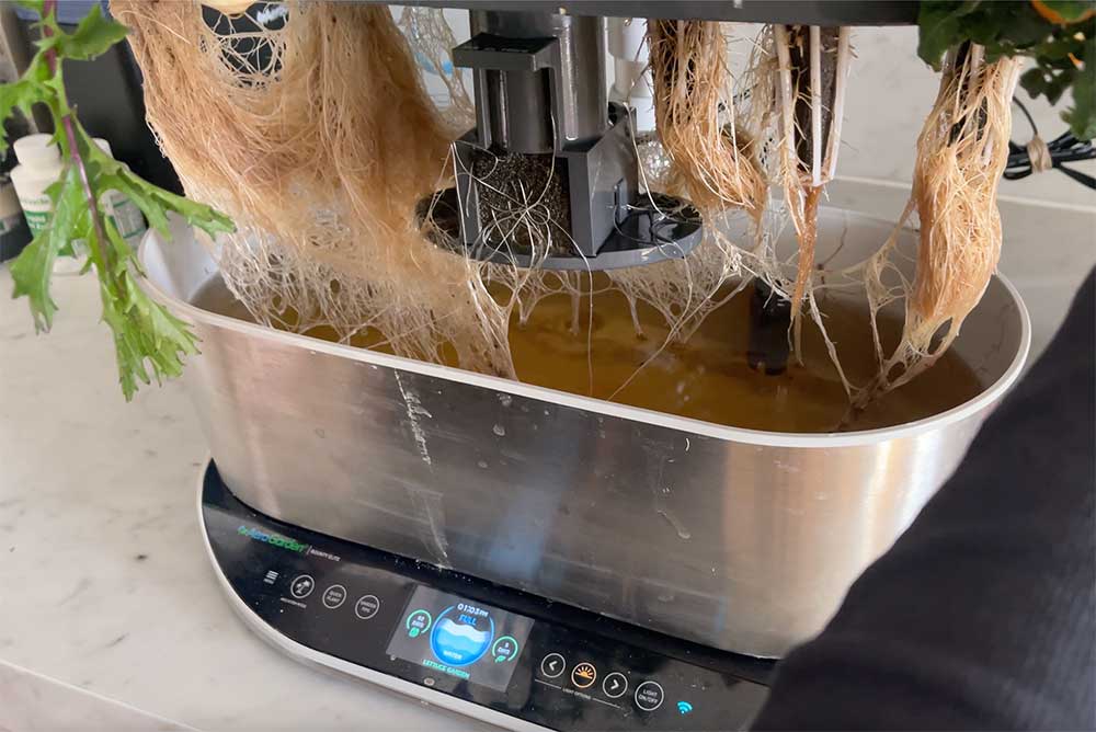 Aerogarden Vacation Mode How Long Can You Leave Your Plants Unattended?