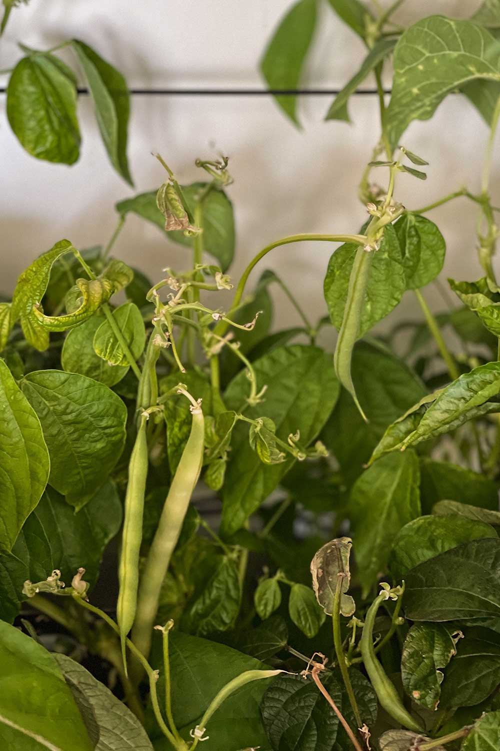 How to Grow Gold Rush Beans