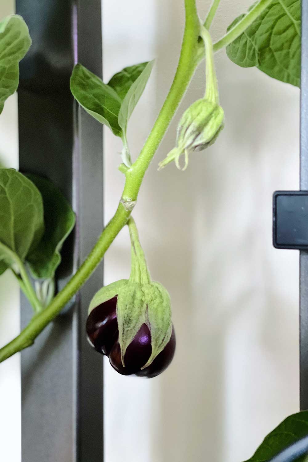 How to Grow Thai Ribbed Eggplants Indoors