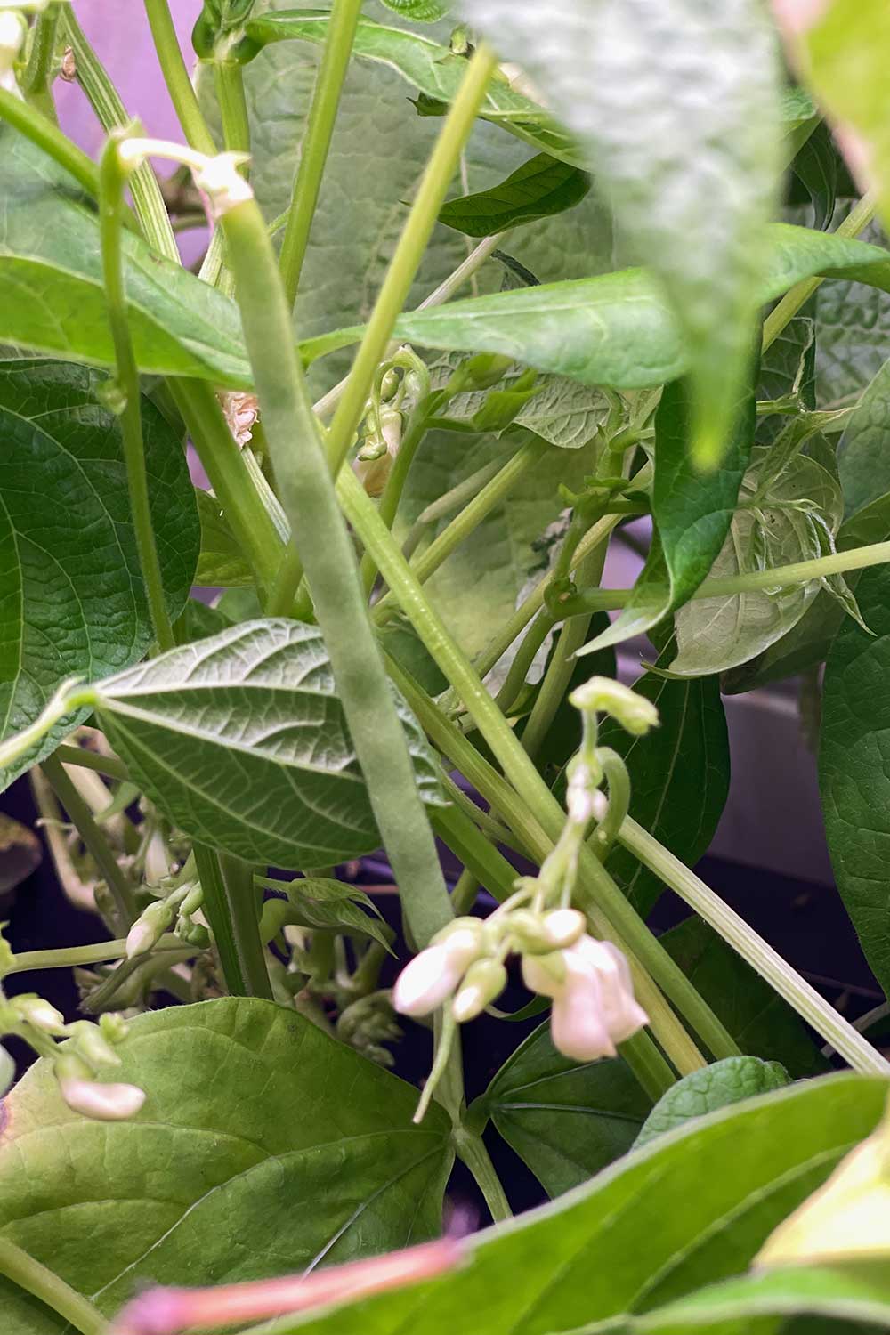 How to Grow Gold Rush Beans