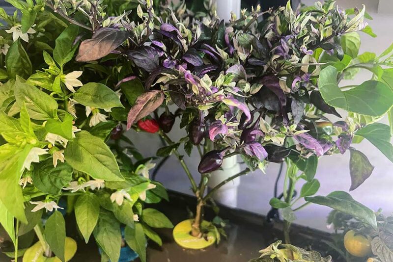 How to Grow Jigsaw Peppers