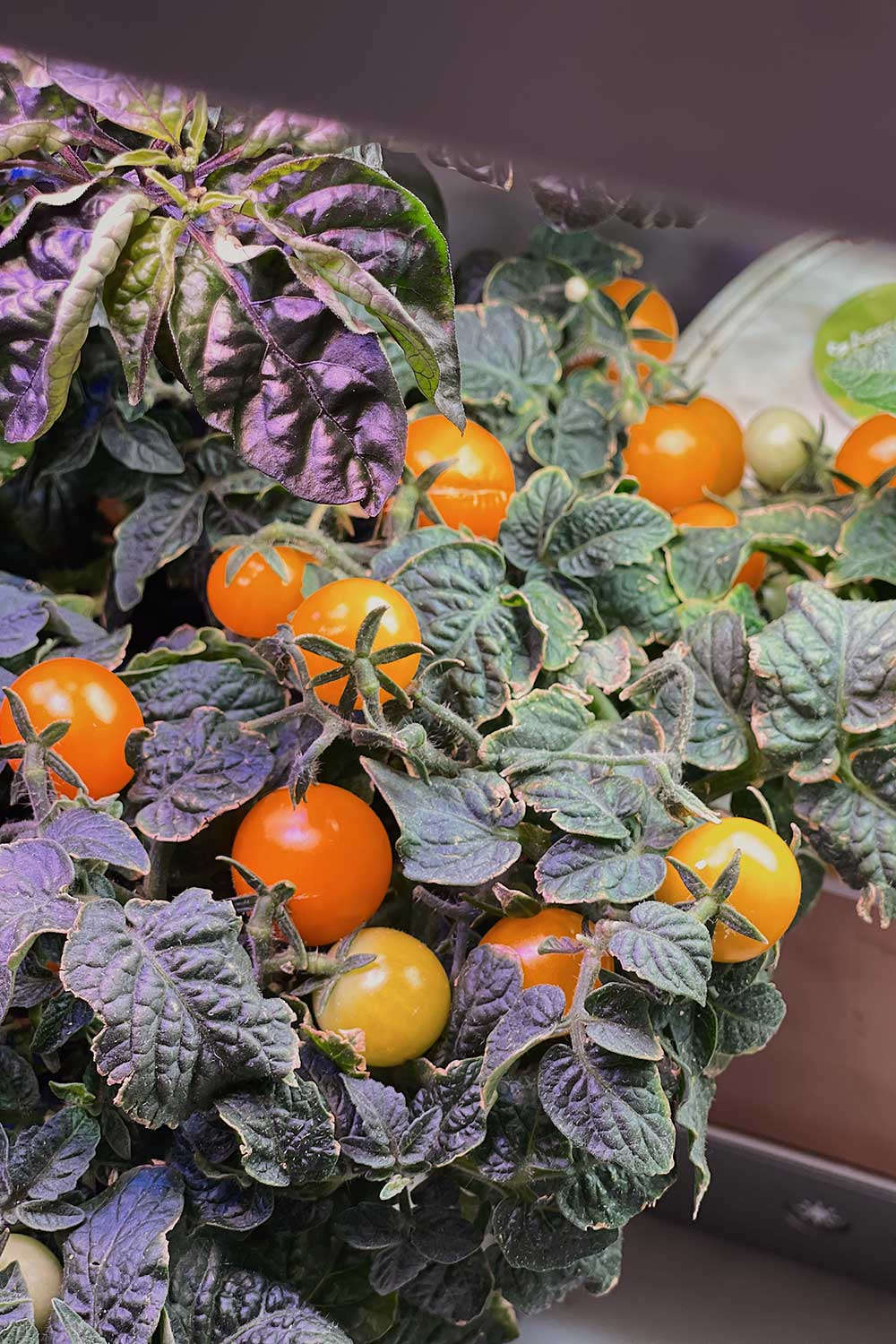 How to Grow Orange Hat Cherry Tomatoes
