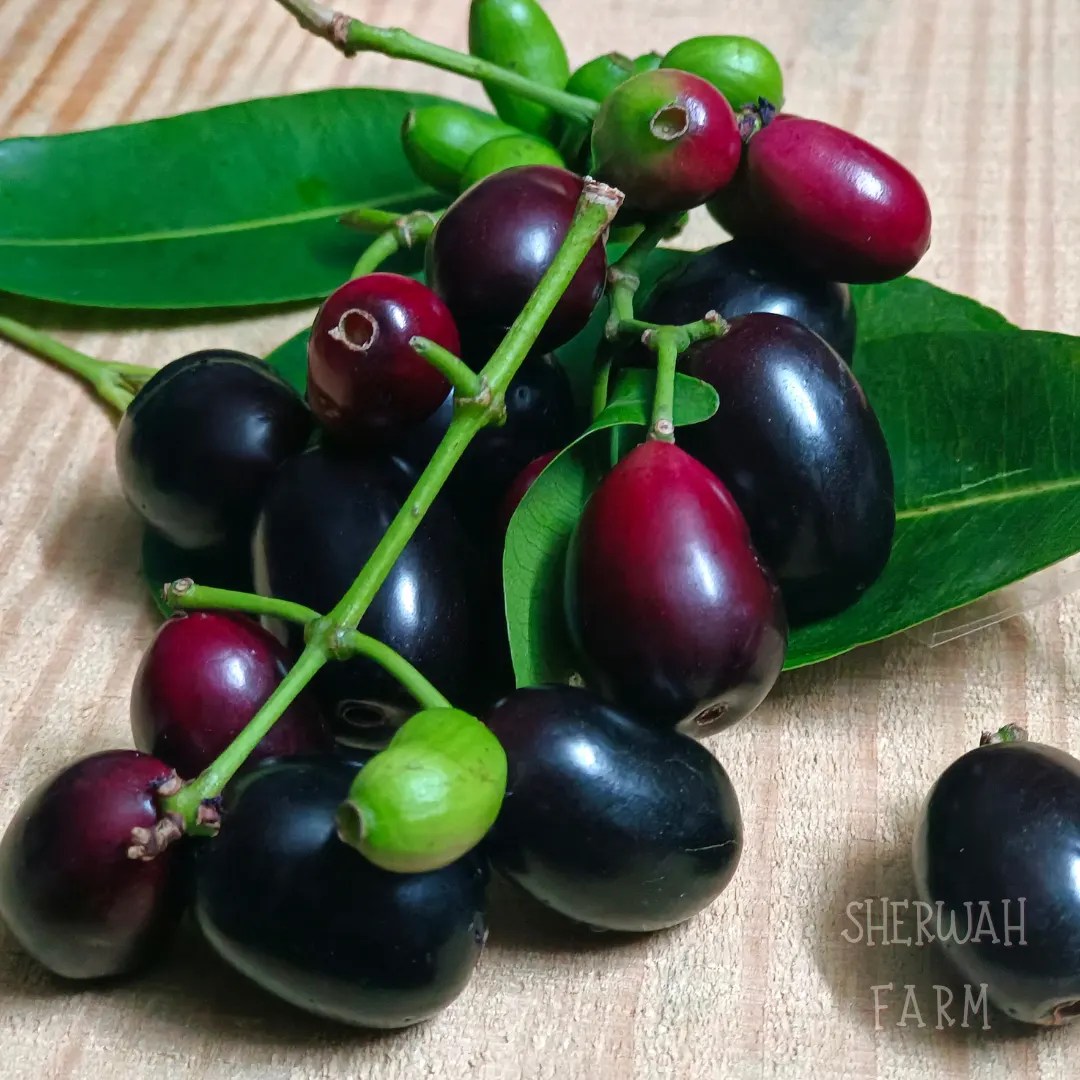 Buy Fresh Jamun Fruits in Pakistan Taste Nature's Sweetness