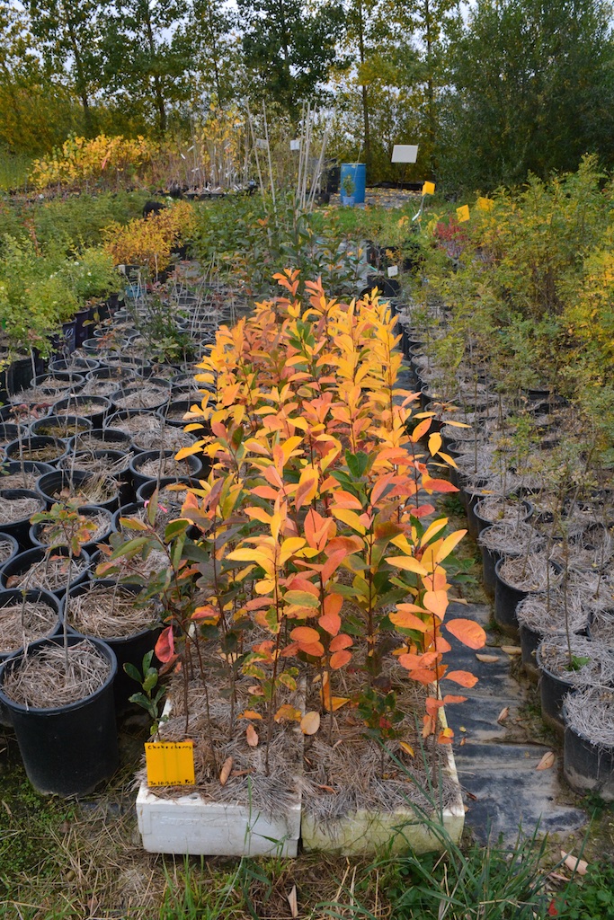Trees & Shrubs for Fall Colour
