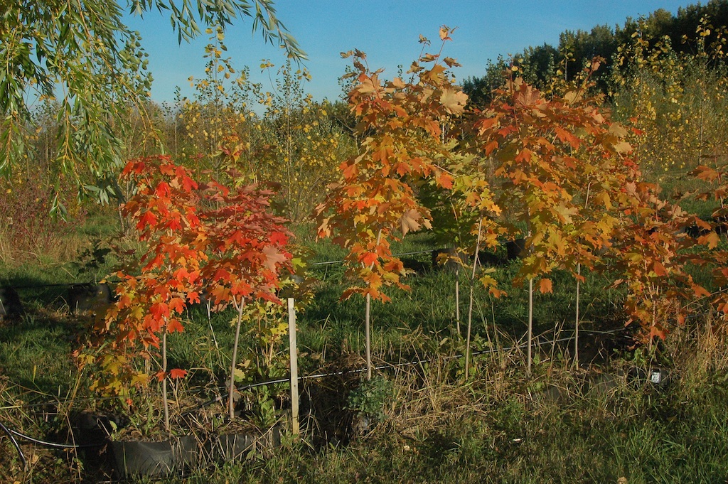 Ornamental Maples