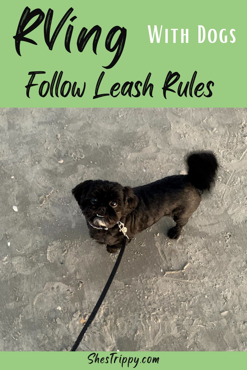 RVing With Dogs Things You Need To Know She's Trippy