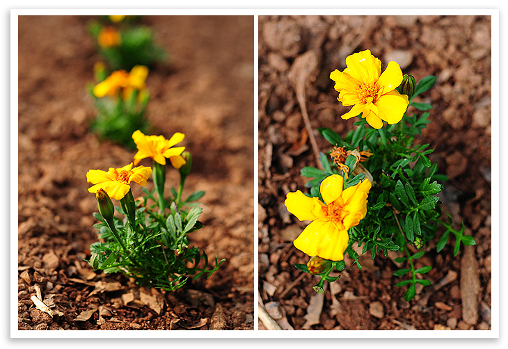 Tips for growing Marigolds She Wears Many Hats