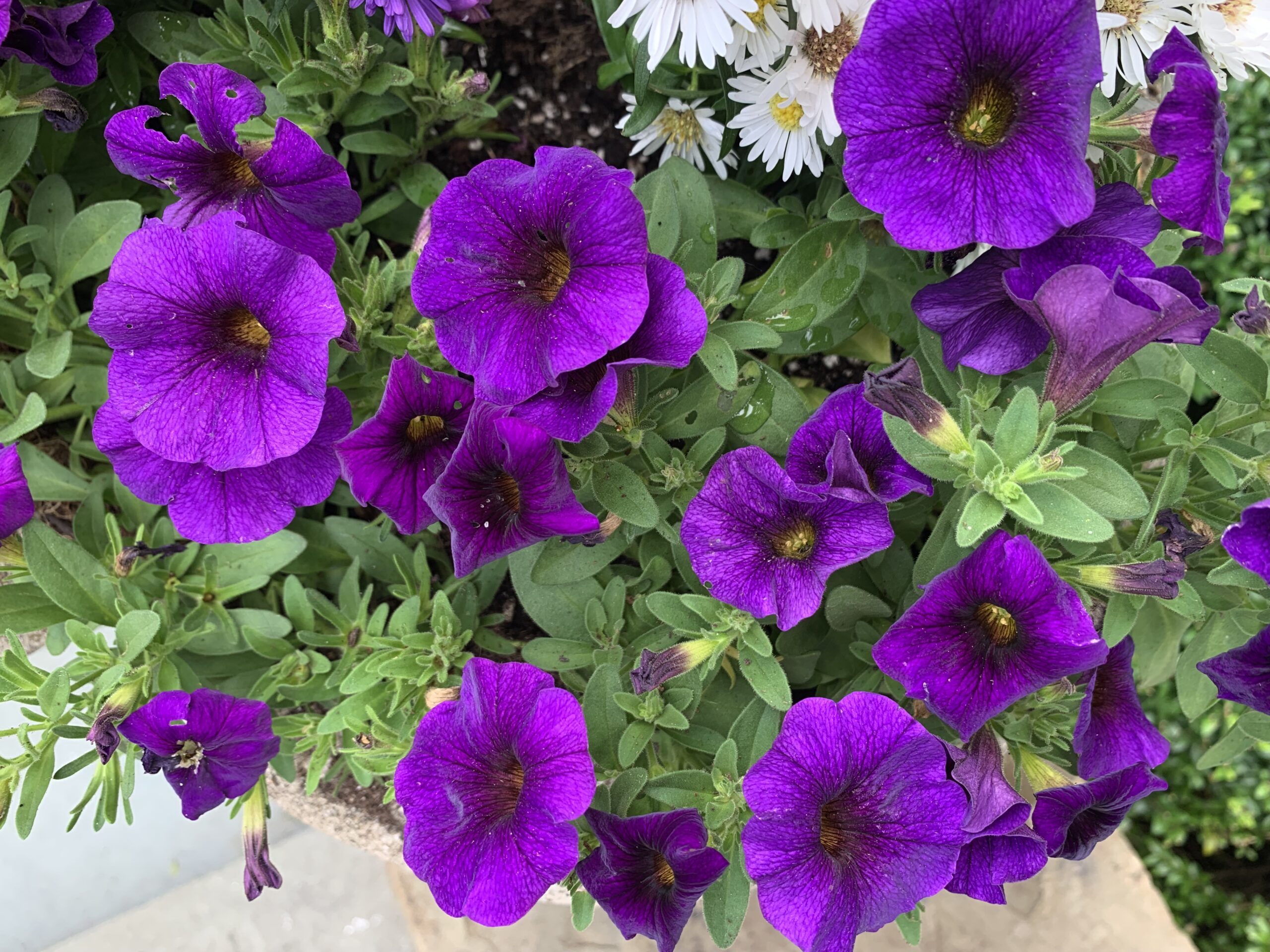 Supertunia A Great Planter Refresh Smart Healthy Green Living