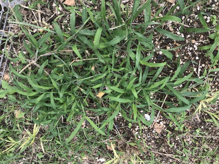 芝生の雑草（種類と写真、対策）