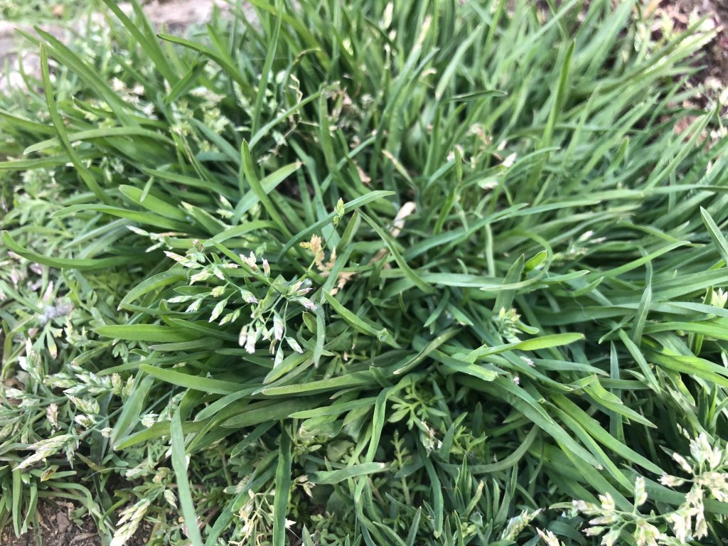 芝生の雑草：スズメノカタビラ