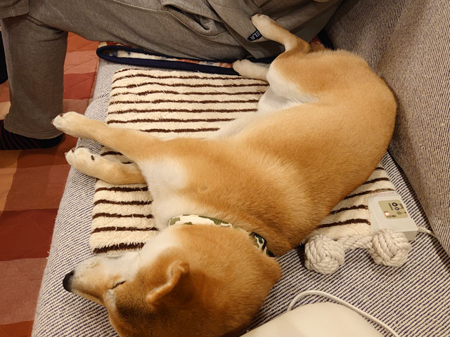 ペットの柴犬と主人との微妙な上下関係