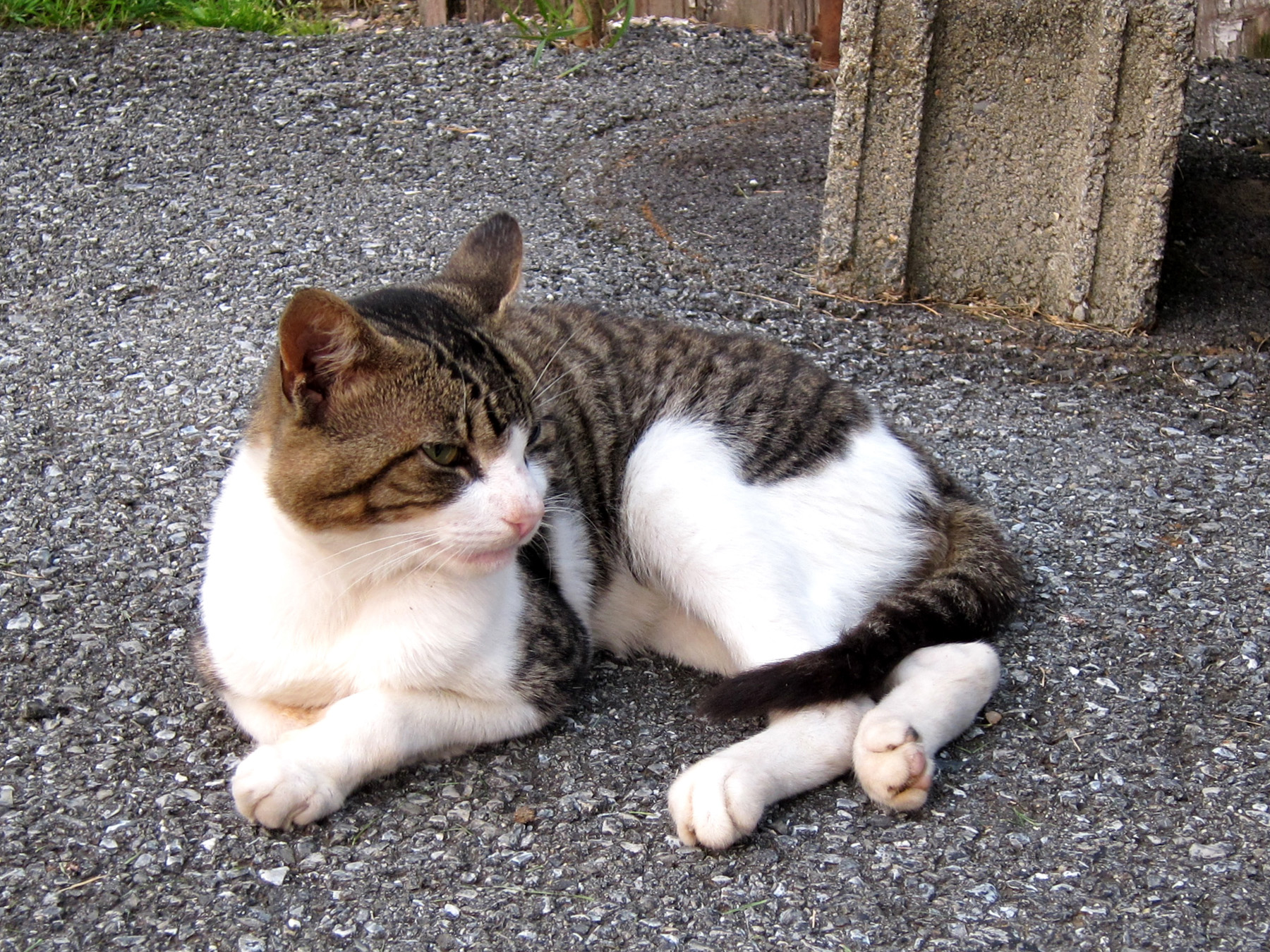 Farm Kittens The Image Kid Has It!