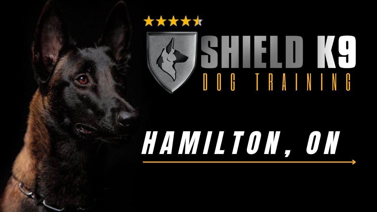 Puppy Training Hamilton. Dog Training in Guelph, Woodstock, Toronto