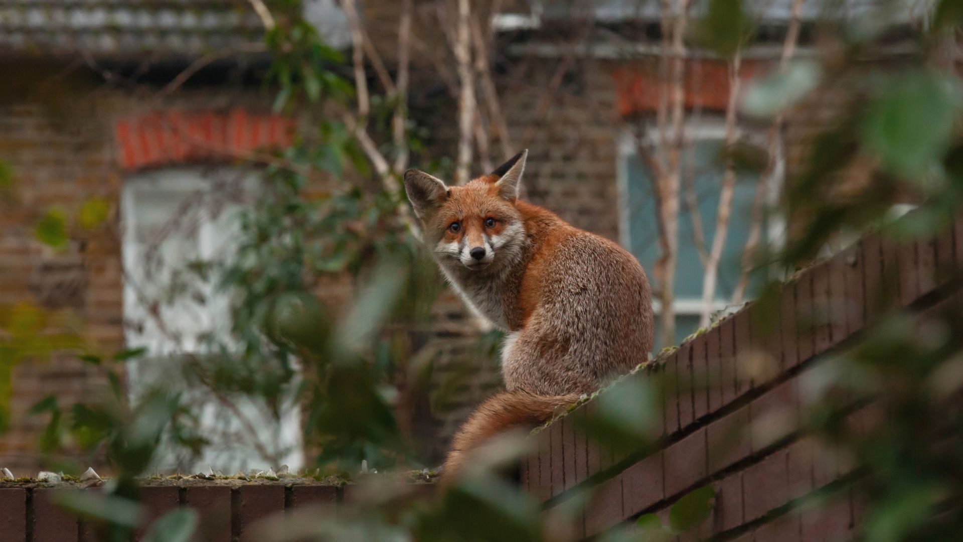 Why have foxes a pest in some areas, and what can you do to