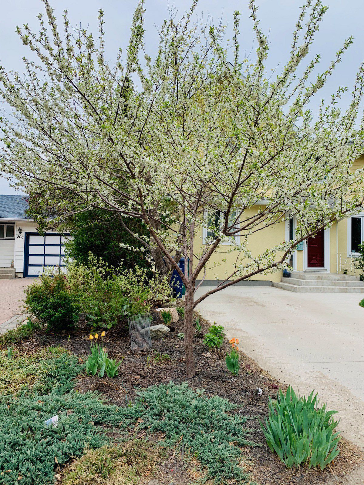 32 Flowers, Ground Cover, and Shrubs That Grow Under Trees Shifting Roots