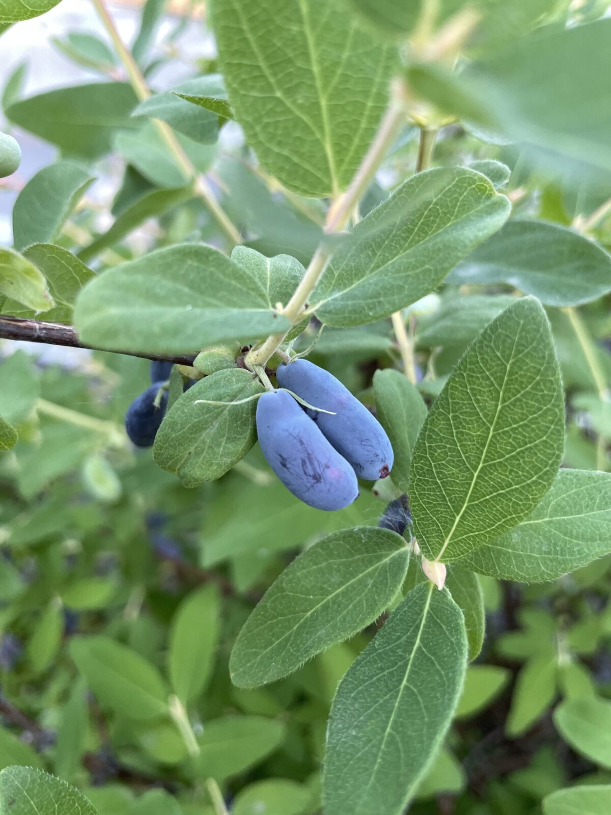 Haskaps The Perfect Prairie Berry for Early Harvest Shifting Roots