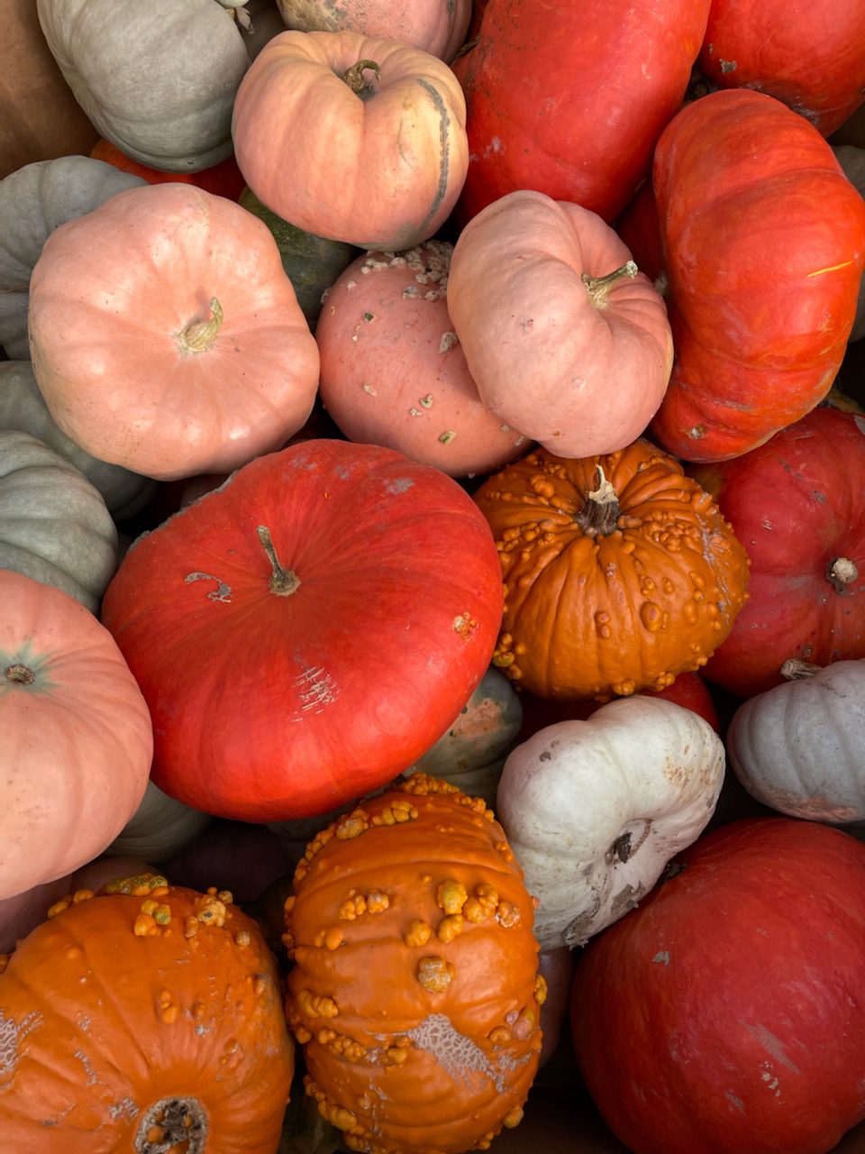 The Best Pumpkin Varieties (for Any Occasion) Shifting Roots
