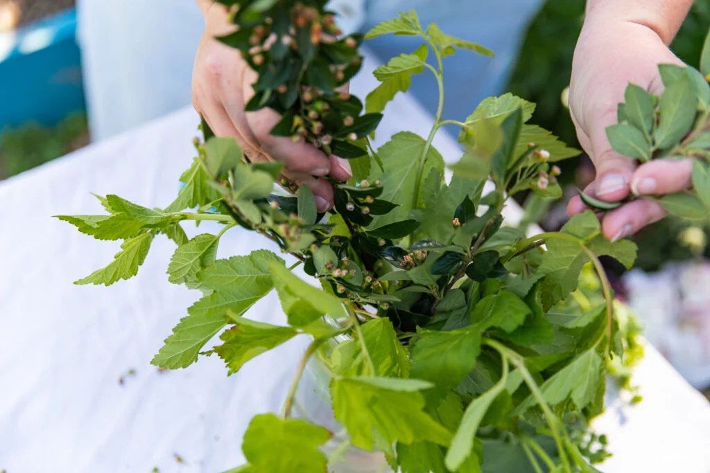 10 Best Early Season Cut Flowers for Zone 3 Shifting Roots