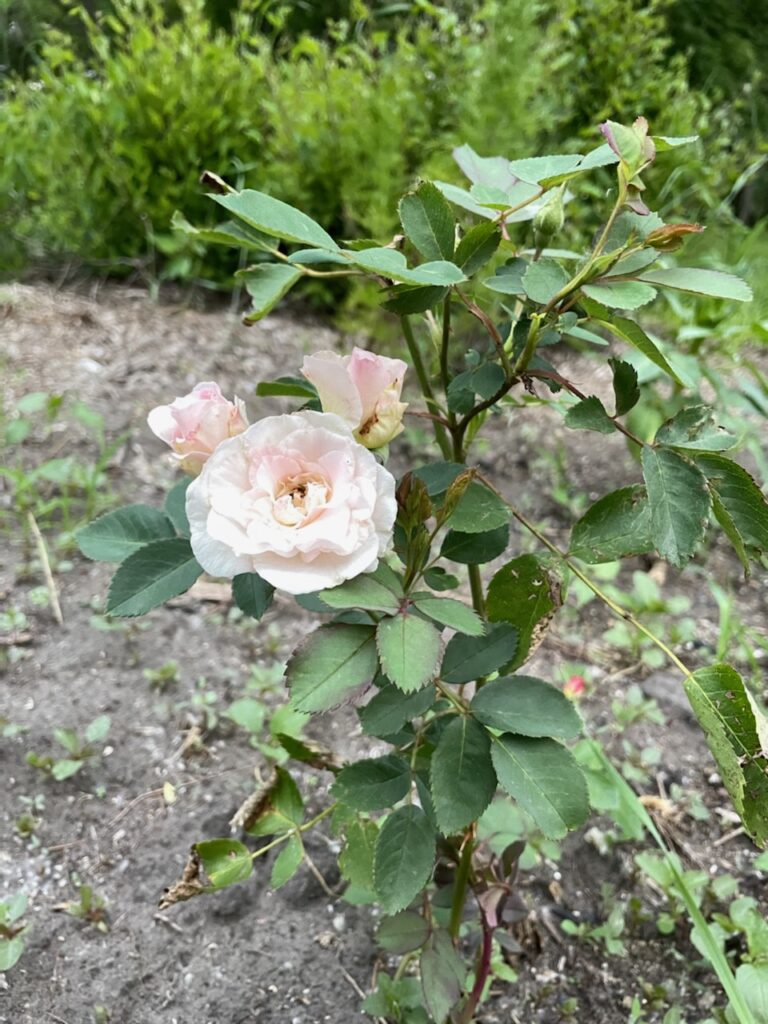 Growing Roses in a Cold Climate (and the Varieties that Won't Die