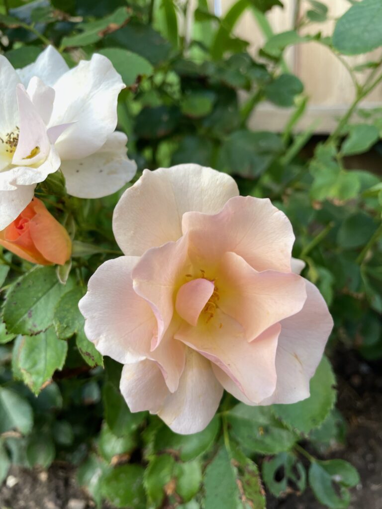 Growing Roses in a Cold Climate (and the Varieties that Won't Die