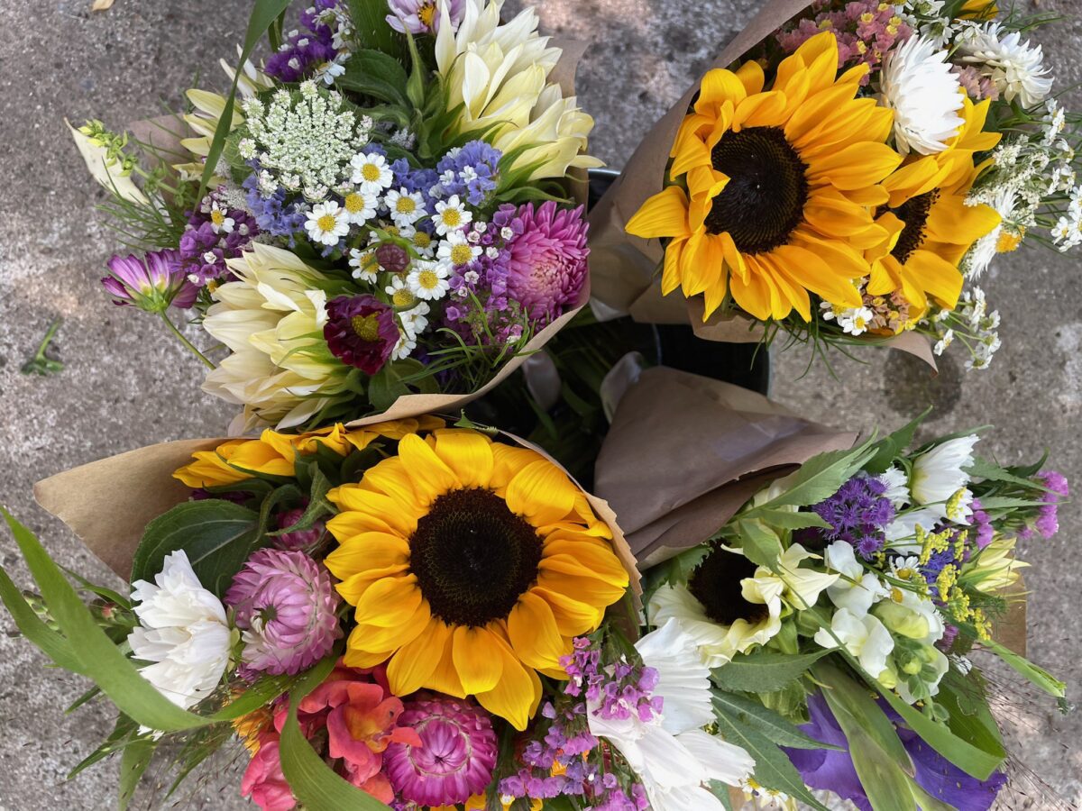 10+ Best Cut Flowers for Farmer Florists Shifting Roots