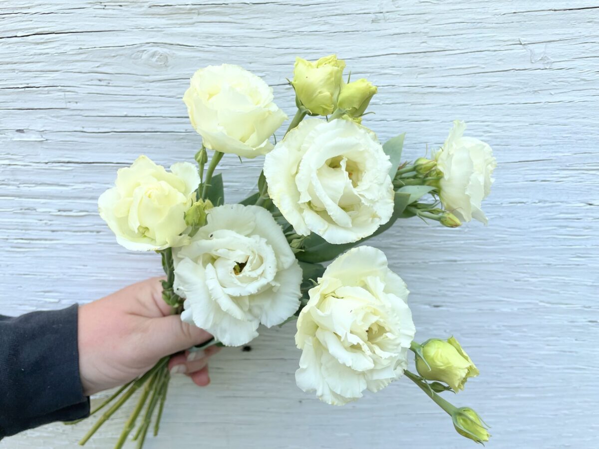 10+ Best Cut Flowers for Farmer Florists Shifting Roots