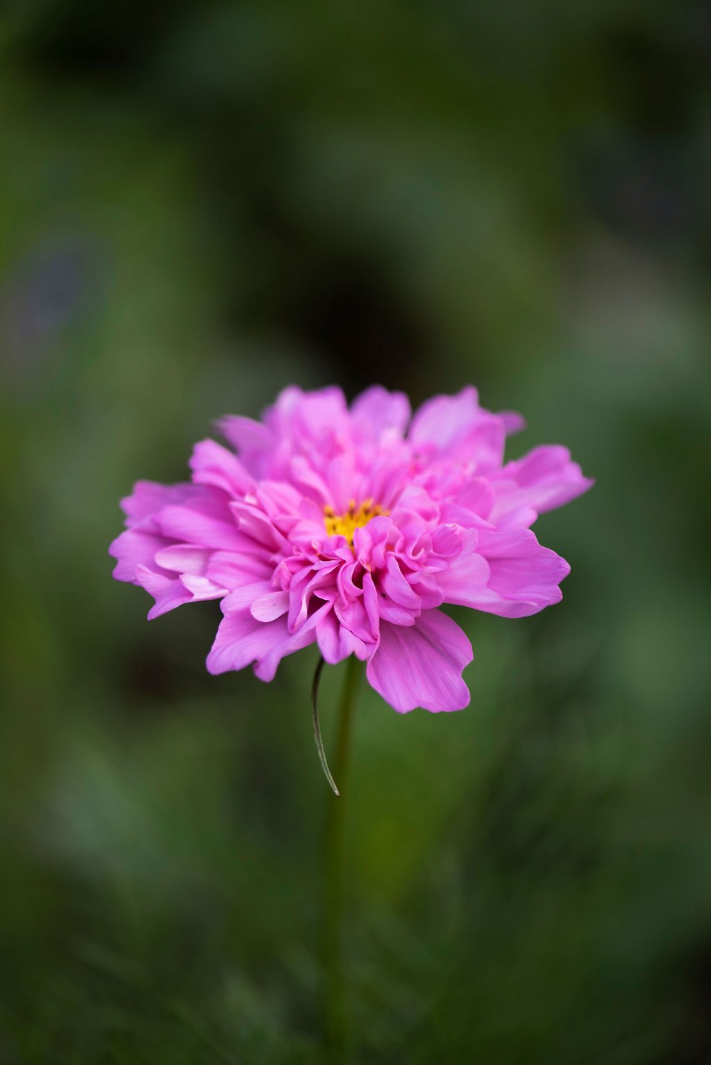 Cut Flowers That Easily Reseed Themselves (So You Don't Have to Seed