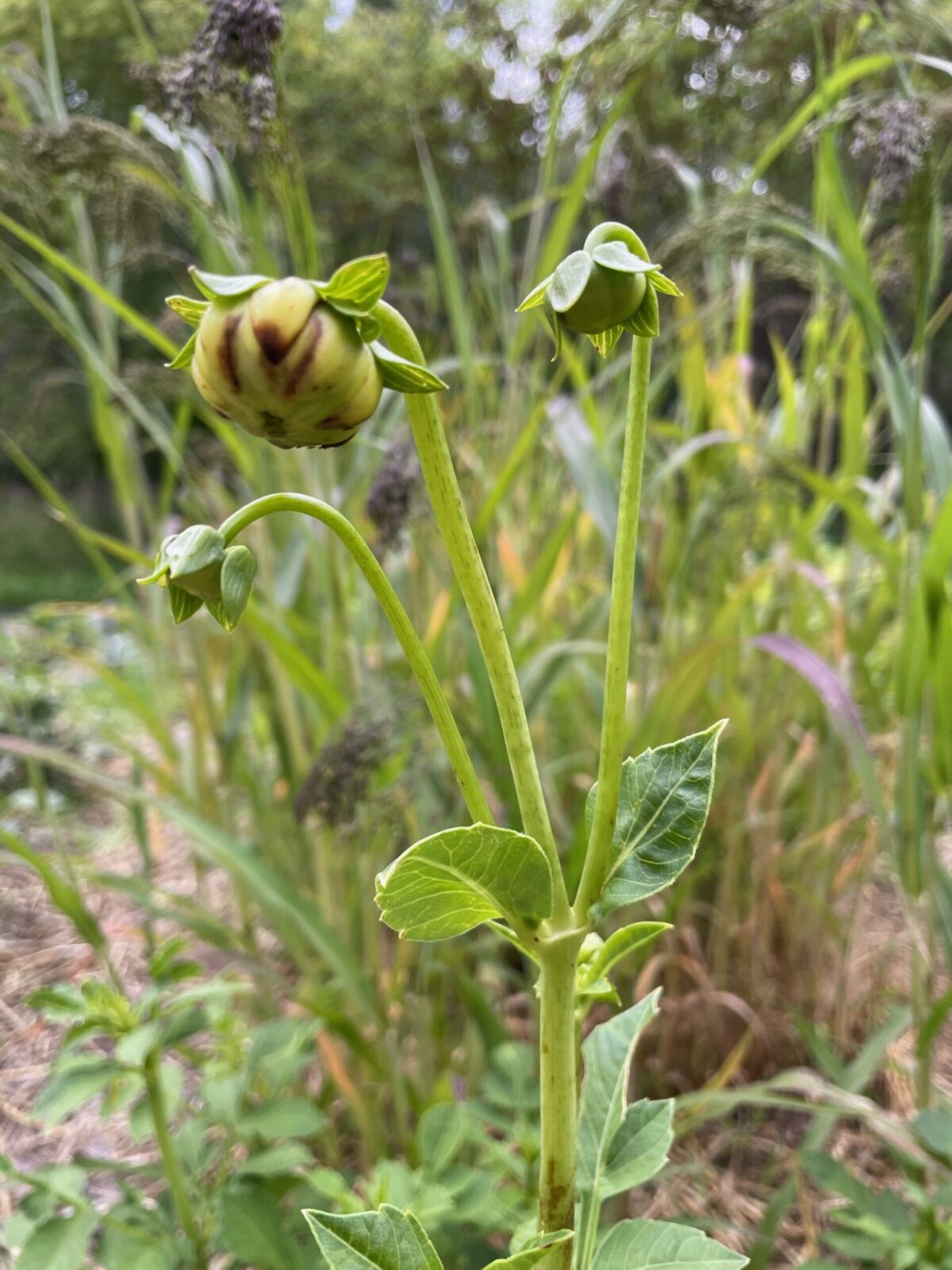 Why Are My Dahlias Not Blooming?! Shifting Roots