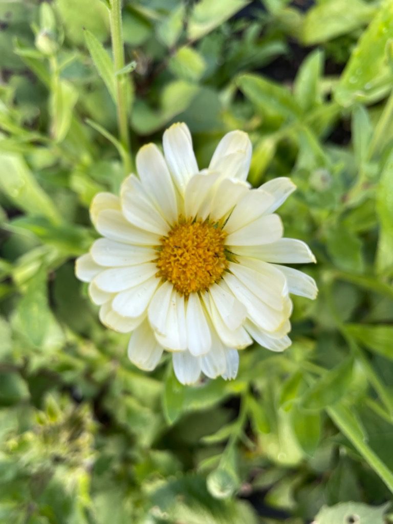 10 Best Cut Flowers to Start from Seed Shifting Roots