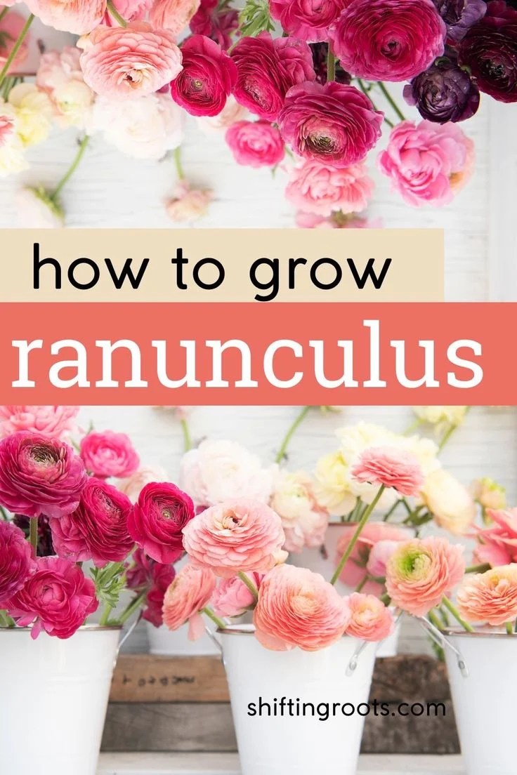 How to Grow Ranunculus in Zone 3 (So They Don't Die!) Shifting Roots