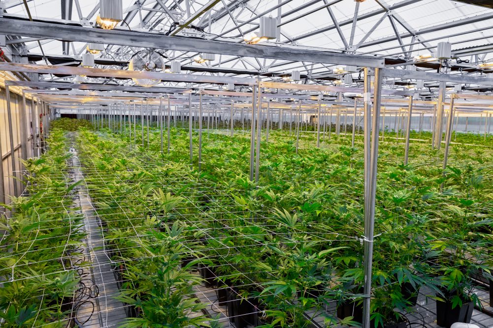 Dispensary Jobs The Complete Guide Shift Processing