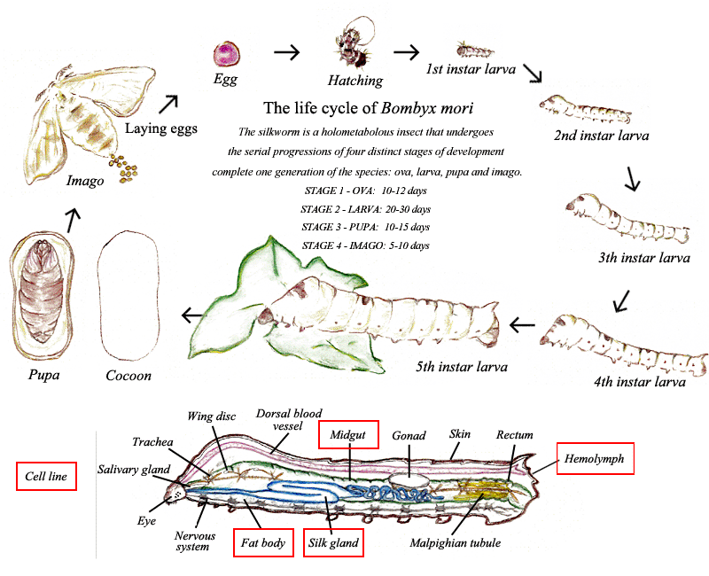 Insect Proteome Database, Silkworm