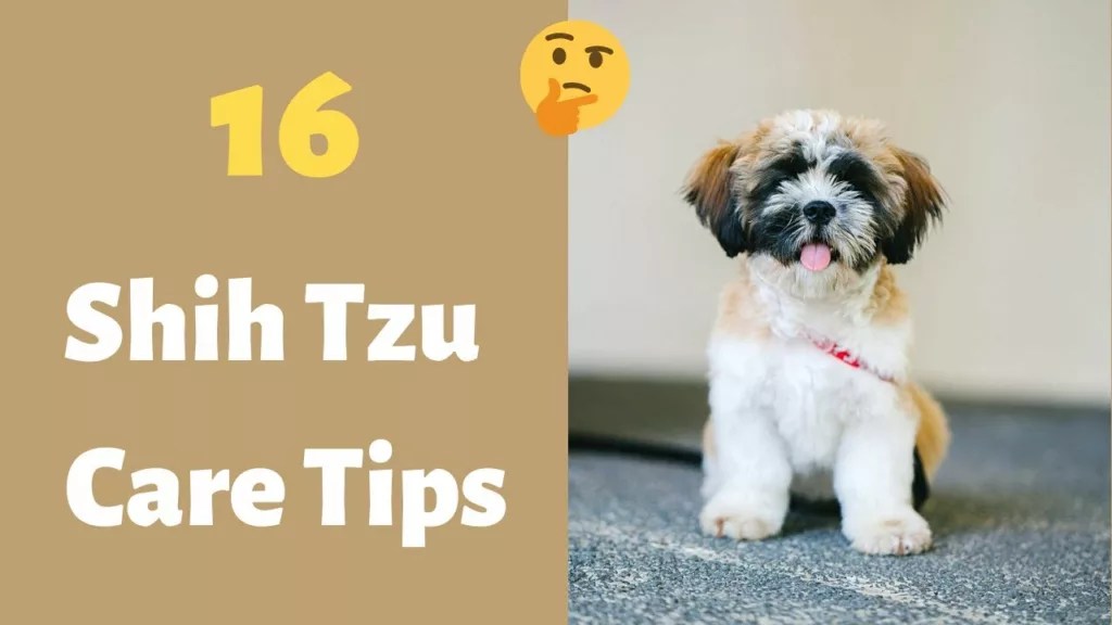 How To Take Care Of 2 Months Old Shih Tzu?