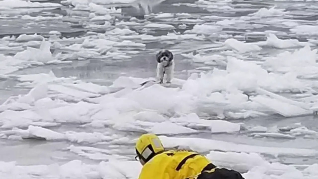 Shih Tzu Rescued from Frozen River in New York