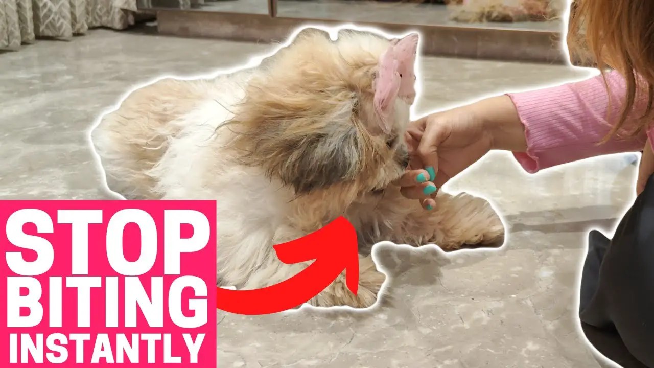 Are Shih Tzus Aggressive? Shih Tzu Advice